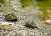 Teich Kindsköpfe am Teich zur Ufergestaltung
