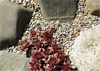 Terrasse Terasse mit Ederkies